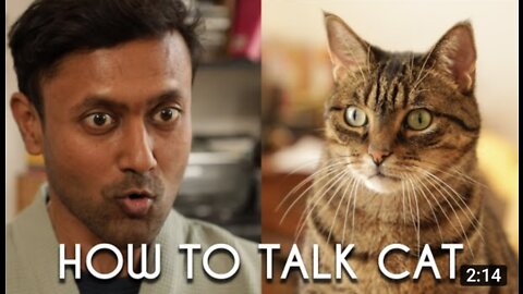 HOW TO TALK YOUR CAT | learn CAT