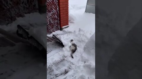 Kitty enjoying the snow