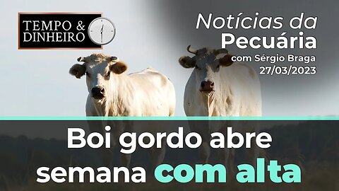 Boi gordo abre semana com alta em 4 praças de olho nas exportações. Referência acima dos R$300@