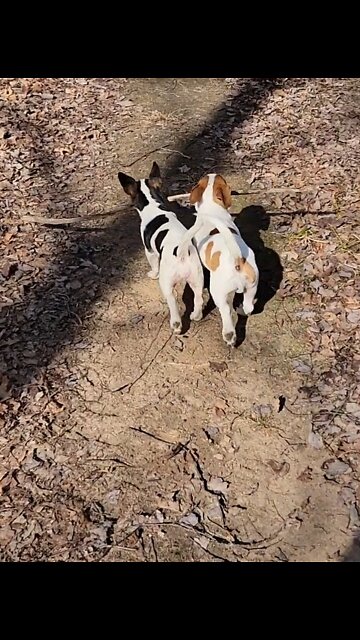 Puppy siblings use teamwork to carry stick