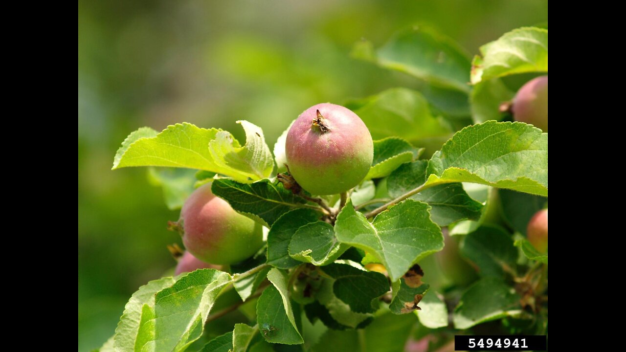 You Must Continue - But Without Crab Apple Faith