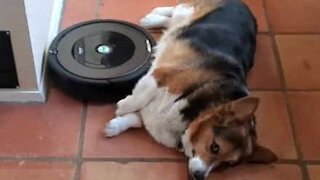 Cão utiliza aspirador Roomba como massajador