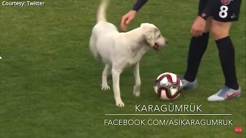 How a dog brought a football match to a halt