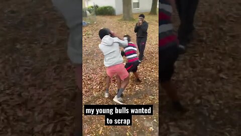 my young bulls boxed it out for their respect!