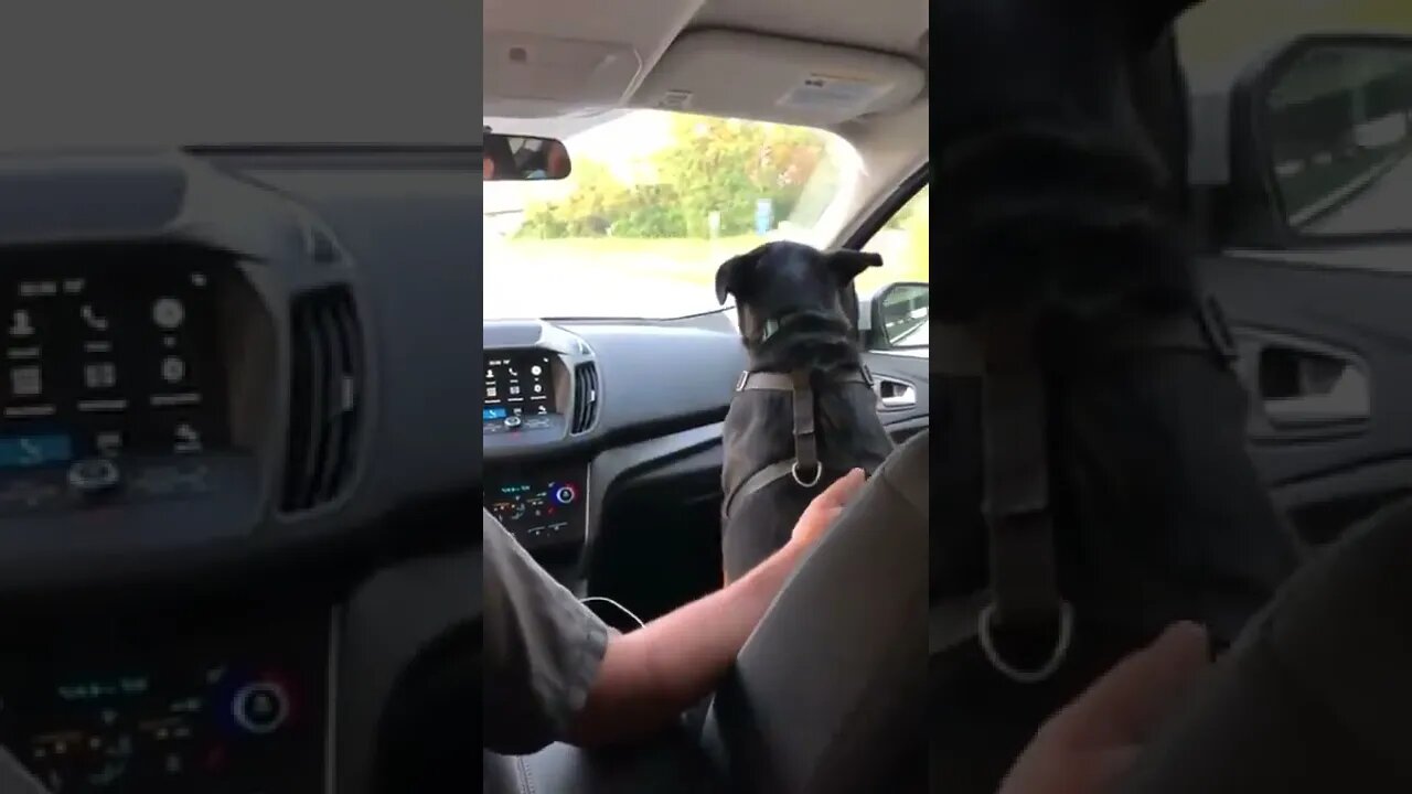 Dog ducks its head every time they drive under an overpass