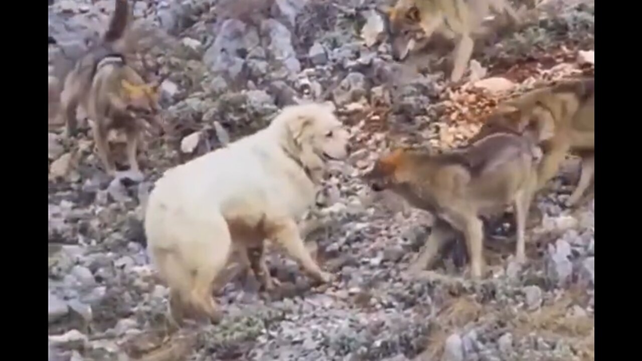 Dog Stands His Ground