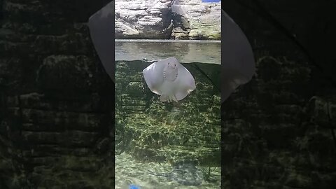 #stingray