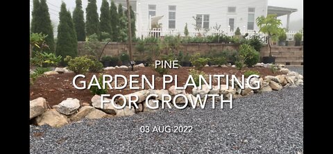 Garden Planting Pine for Growth