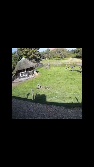 Goat and rooster saving chicken from hawk attack..
