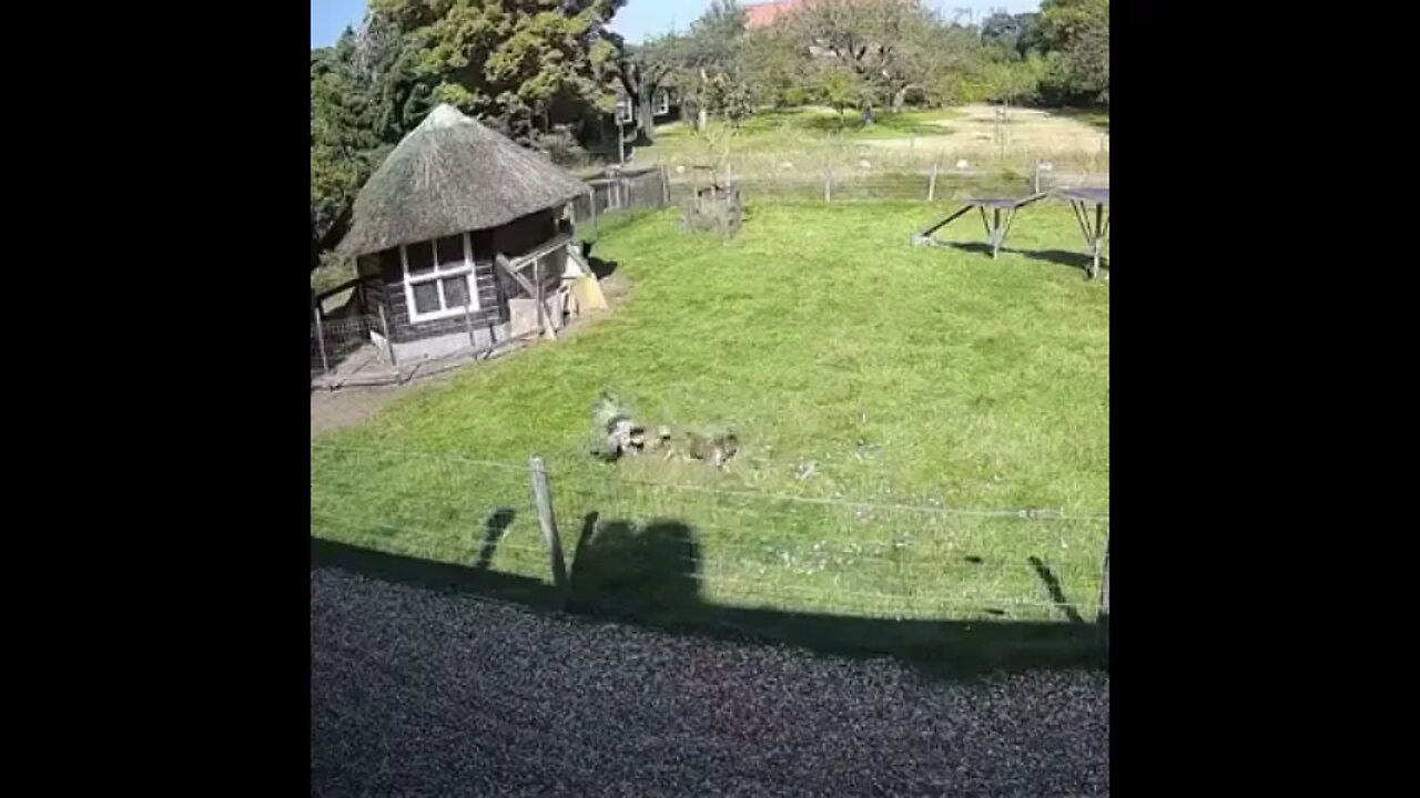 Goat and rooster saving chicken from hawk attack..