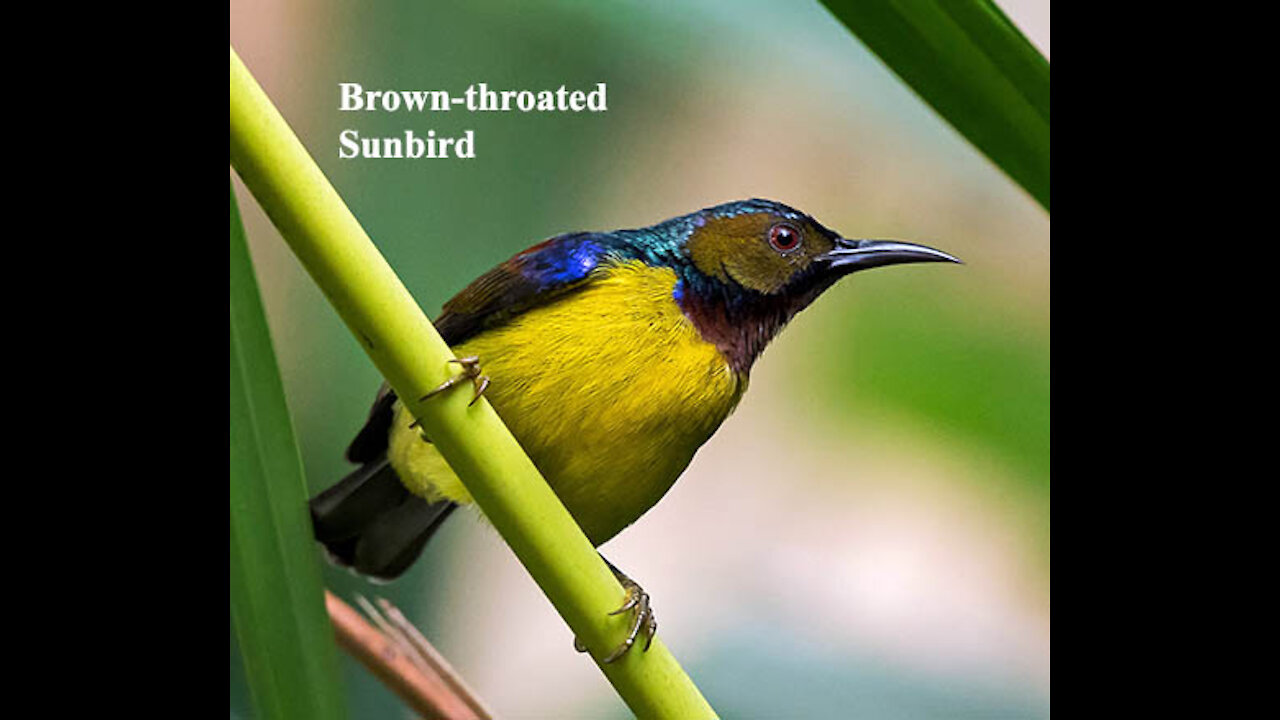 Brown-throated Sunbird bird video