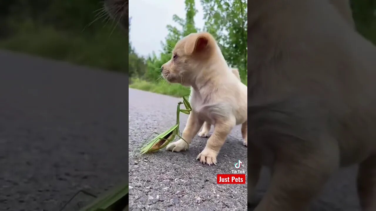 Cutest Puppy make a friend #shorts #cute #tiktok Funny videos 2021