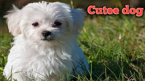 Cute dogs/ cute puppies./funny dogs