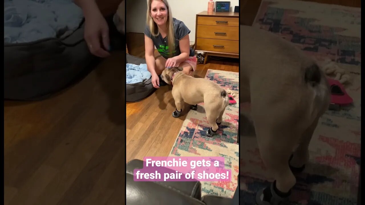 Frenchie wears shoes for the first time!