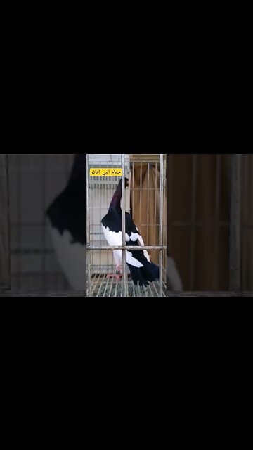 حمام البي الناذر كيوت روعة