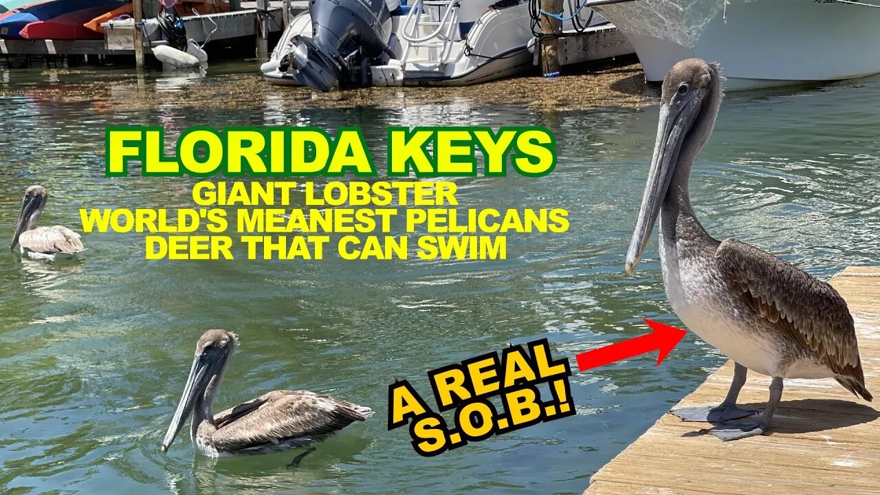 FLORIDA KEYS: Giant Lobster, Aggressive Pelicans & Deer That Swim - The OVERSEAS HIGHWAY!