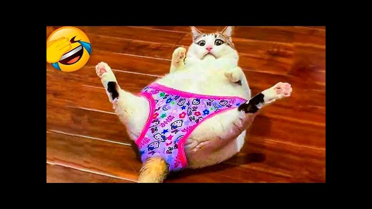 Funny Animal Videos 2022 π - Best Dogs And Cats Videos πΊπ