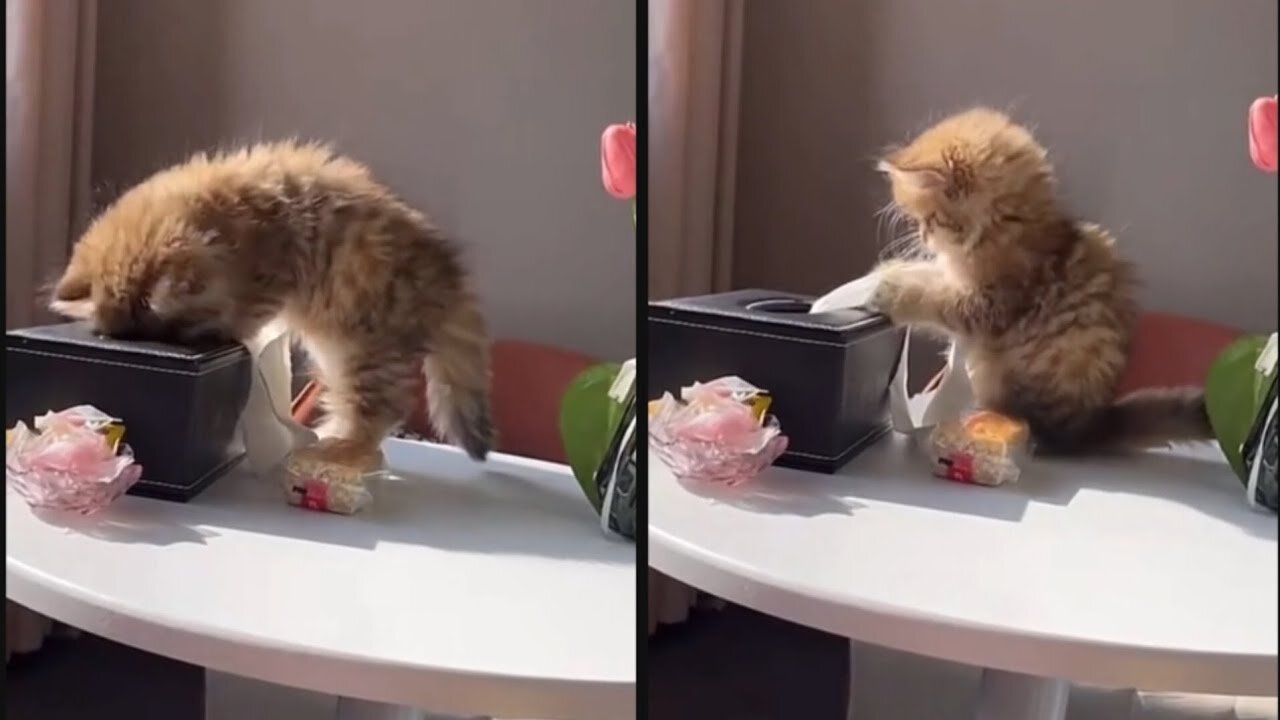 kitten's cute funny videos 😂 cute funny 😁