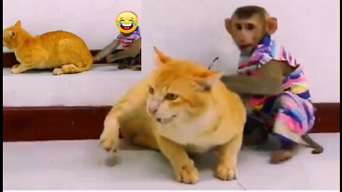 Funny monkey and innocent CAT funny video