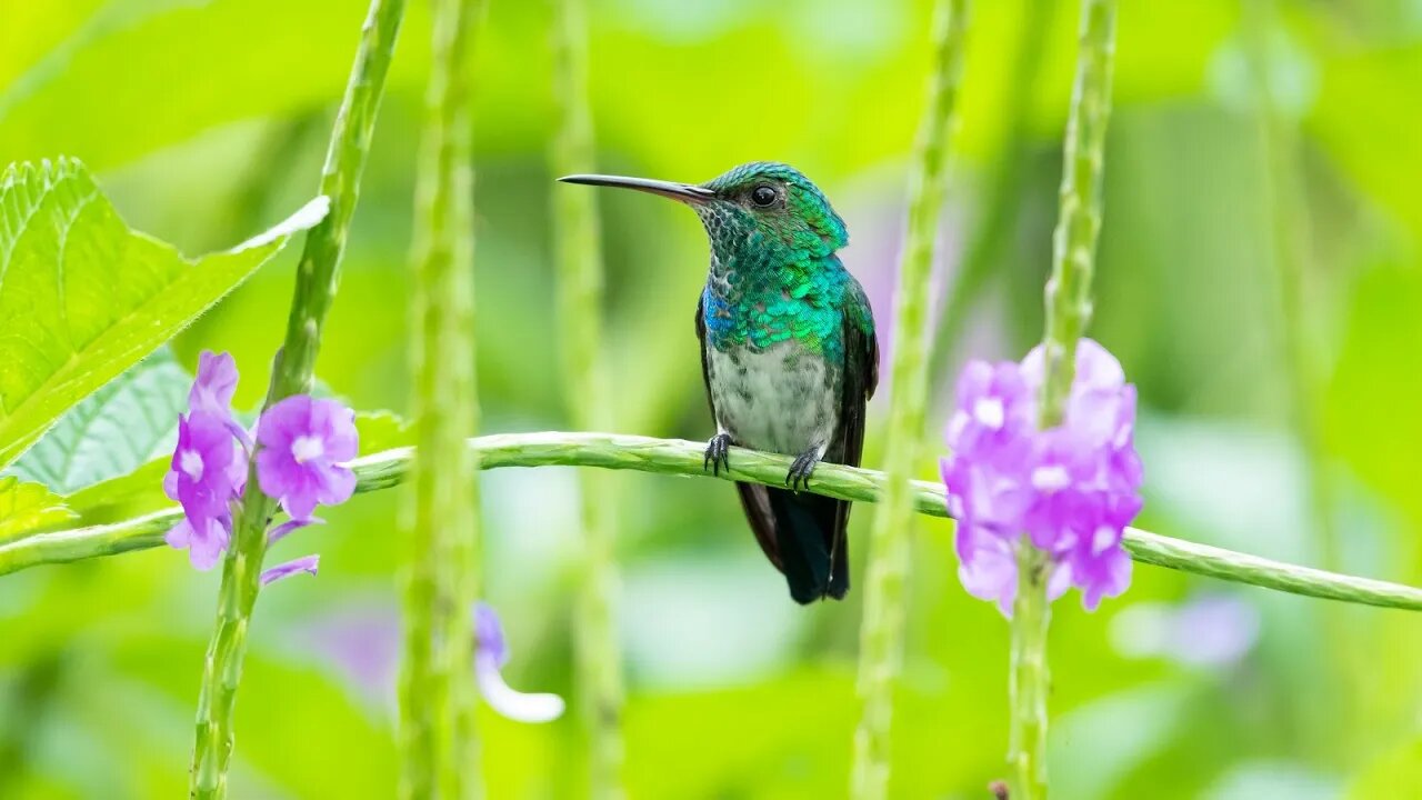 Fun Easter Music – Hummingbirds | Happy, Celtic