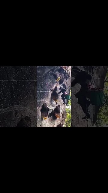 Honey 🍯 Harvesting 2 #Shorts #ytshorts #UbertainmentFun #Dogs #Animals #Fun