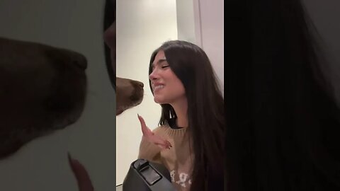 dog is a paid actor Video By charlidamelio #Shorts