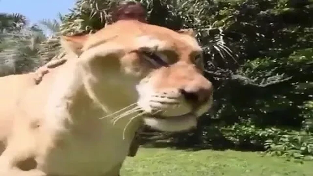 Meet the Liger, a cross between a male lion and a female tiger.