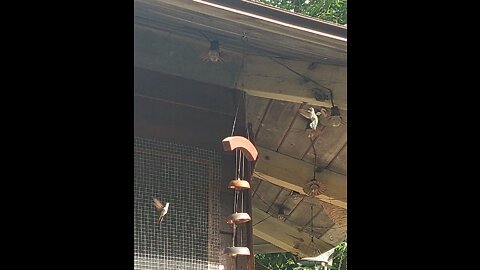 Hummingbirds and other birds at the feeders