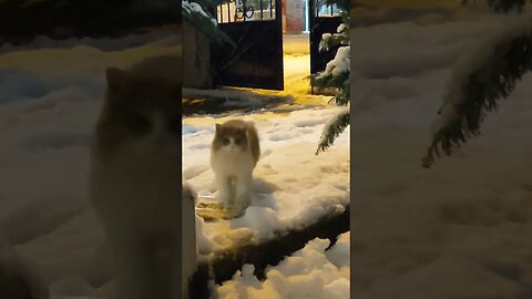 Poor Street Cat Trembling in Snow