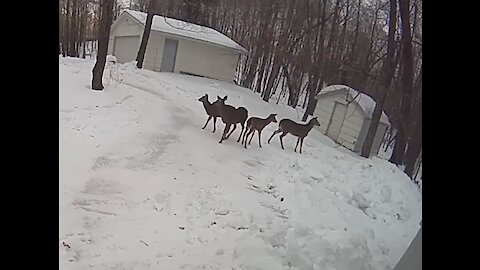 Beautiful deer in the midst of a brutal winter