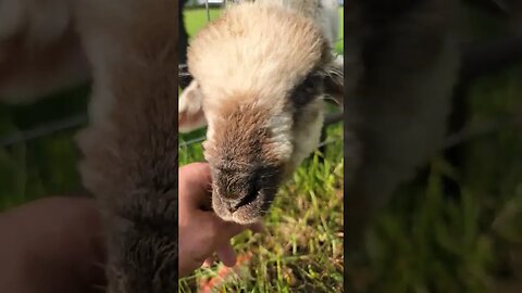 baby animals #sheep #sheephusbandry #lambing #sheepshed #sheepfarming #cow #shearing #sheepsheep