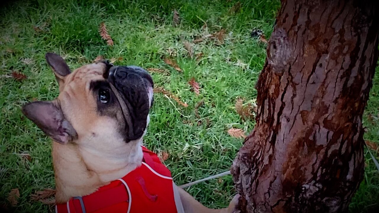 The Lil Frenchie Squirrel Hunter