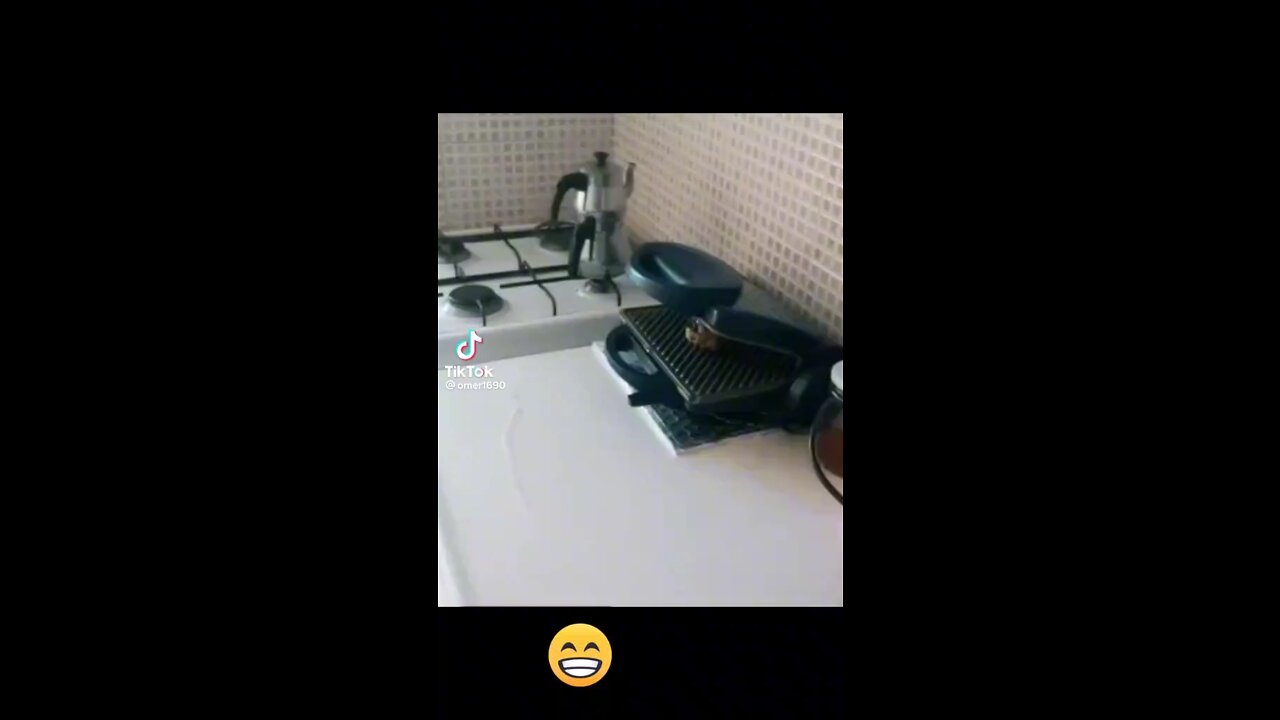 animals.... #cat #dog # animals #pet and animals