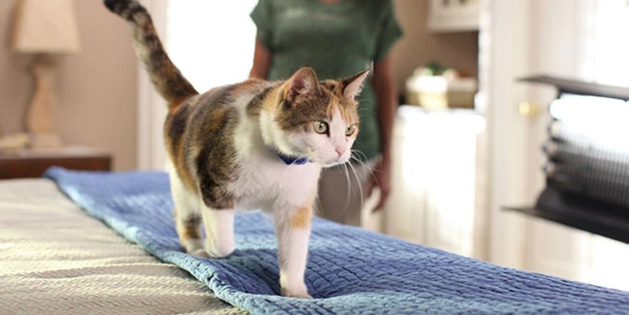 Can You Teach Cats Tricks? The Ins and Outs of Training your Feline Friend