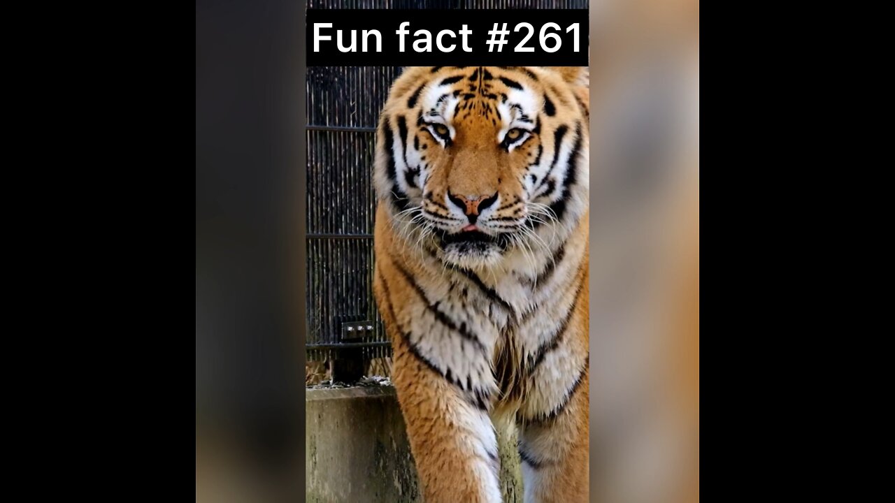 Tigers skin is what?