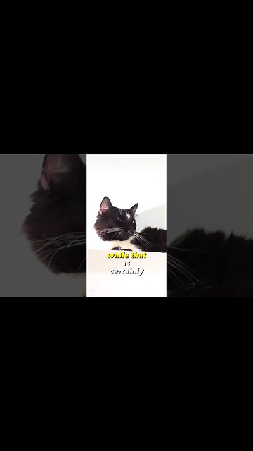 A House Cats top speed!