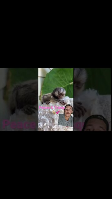 The world's smallest monkey