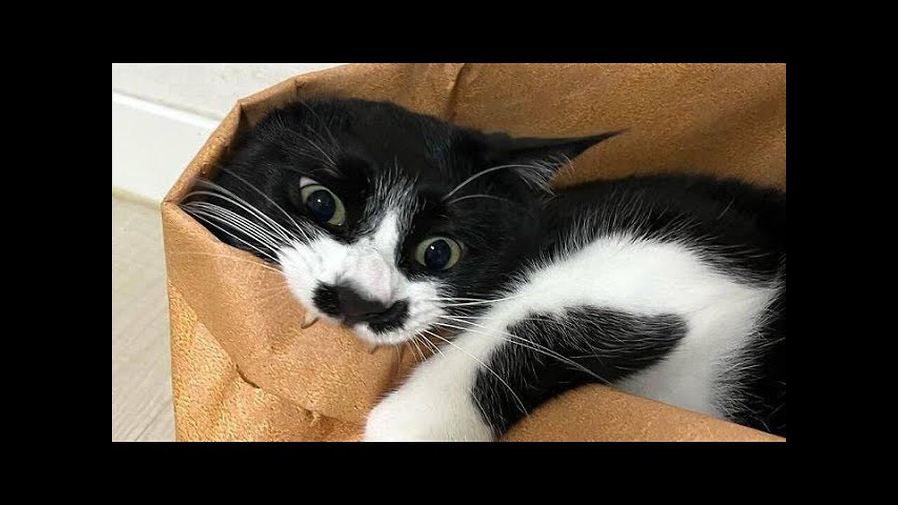 😂 Funniest Cats and Dogs Videos 😺🐶 || 🥰😹 Hilarious Animal Compilation №83