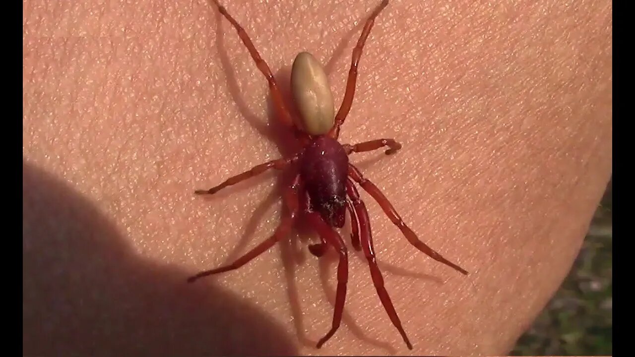 Red Spider Was on Me