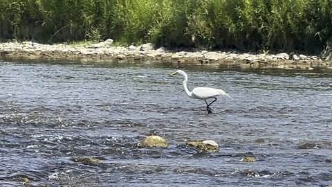 White Egret