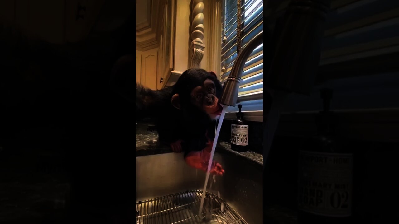 Chimpanzee drinking water 🙊🙀😻 #rumble
