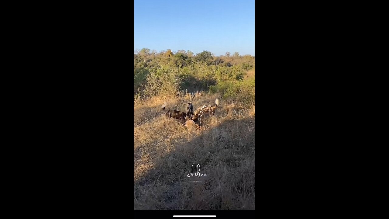 Wildlife
