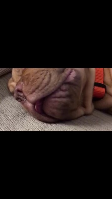 This Adorable Puppy Is Clearly Dreaming of Biscuits!