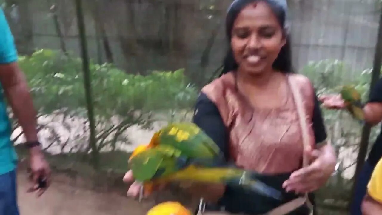 Handling and feeding parrots.