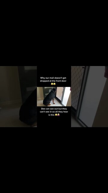 Aww 😍 Come on postman 📦 i need my delivery of treats 😂 #Shorts #rottweiler #dogs