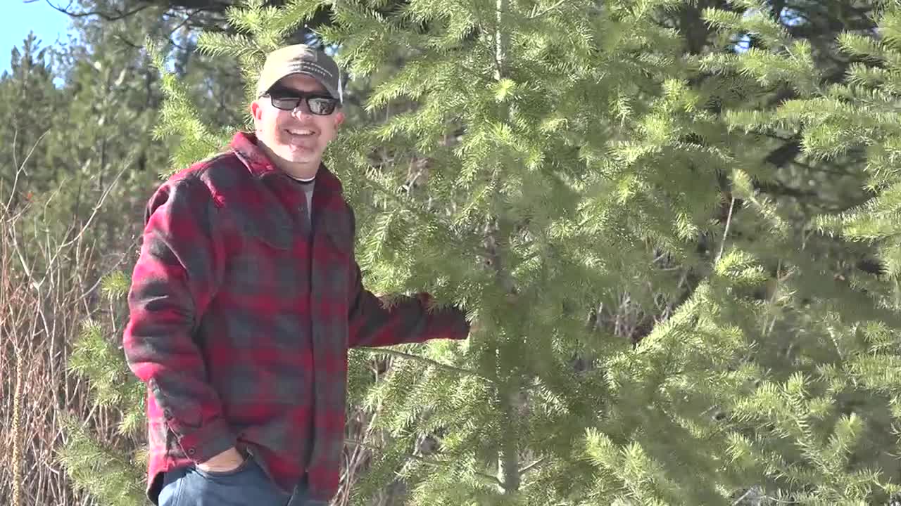 Cutting down a Christmas tree in the forest provides family fun