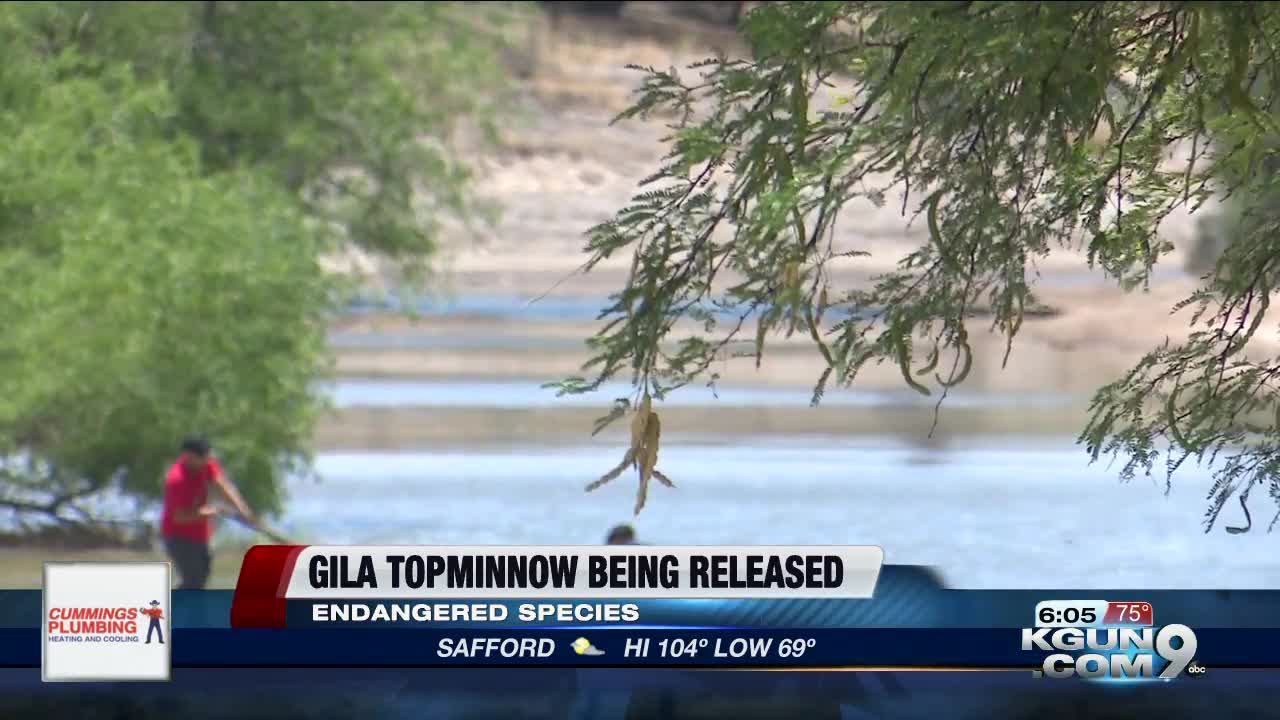 Endangered Species Gila Topminnow to be released in newly created stream at Mission Garden