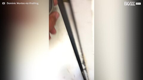 Cão entusiasma-se com a chegada do dono e bate com a cabeça