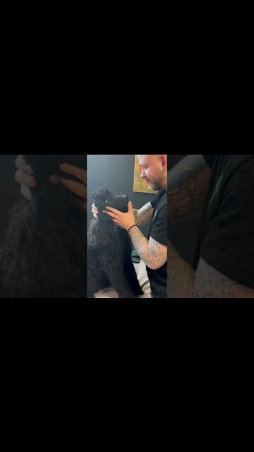 After adjustments, Dog ask to chiropractor “ AM I ALIVE”?