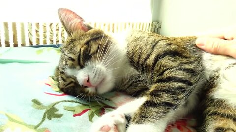 Small Cat Moves His Leg and Purrs